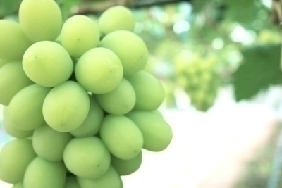 シャインマスカット2房入