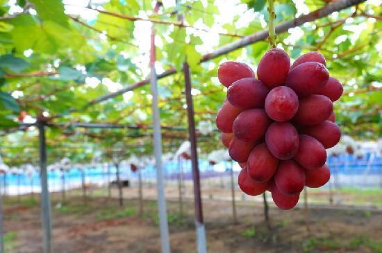 神紅（しんく）2房入り